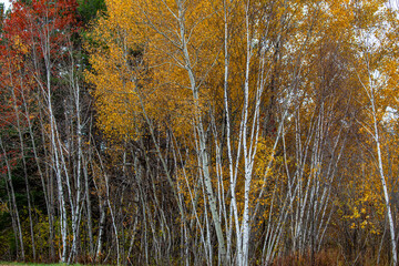 Wisconsin white birch trees in October with fall colors