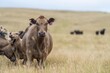 wagyu and angus cattle are Agricultural free range livestock on a farm. Cows grazing on free range green pasture and native grasses. Fat cow in a field on a farm in Australia