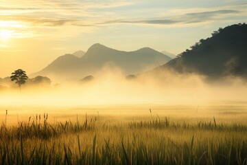 Poster - Golden hour lighting casting a warm glow over a tranquil paddy field scene