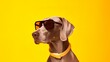 Funny dog wearing sunglasses on yellow pastel color background.