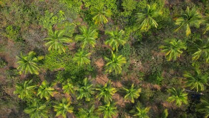 Wall Mural - Aerial top view on tropical beach with green palm trees under sunlight Drone view