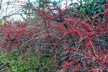 Red Cotoneaster Berries In The National Botanical Garden (Tbilisi, Georgia)