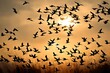 Shoot a silhouette of a flock of migratory birds against a setting sun.