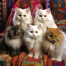 Group Of Persian Cats Sitting On The Sofa In The Living Room
