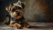 A cute studio ortrait of a Morkie dog breed. A small, hairy puppy.
