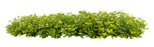 Tropical Plant Flower Bush Shrub Green Tree Isolated On White Background With Clipping Path	
