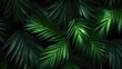 Dark green large Tropical palm leaves  on dark background. Natural summer background Close up.