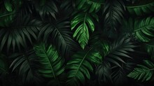 Dark Green Large Tropical Palm Leaves  On Dark Background. Natural Summer Background Close Up.