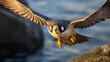 A Peregrine Falcon. diving at incredible speed to catch its prey in the Scottish Highlands