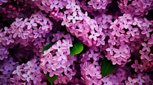 Seamless Background With Purple, Pink And Blue Lilac Flowers