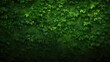 Green ivy wall texture background with copy space