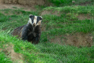 Wall Mural - badger, scientific name: meles meles. close up of an adult badger, alert and facing camera in agricu