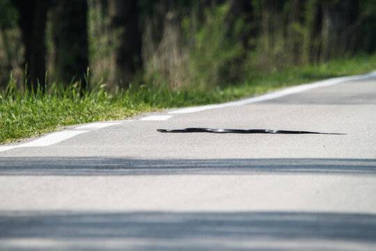 rat snake (hierophis viridiflavus) crawling quickly crossing a country road - wildlife road accident