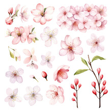 Vector Collection Of Cherry Blossoms