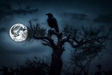 Black Raven In Night