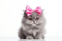 Cute Long Haired Persian Kitten With Pink Bow