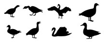 Duck Silhouettes Collection. Collection Of Duck Silhouettes. Isolated On White Background