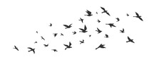 Collection Of Flying Bird Silhouettes. Collection Of Bird Silhouettes. Isolated On White Background