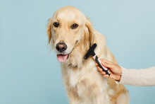 Close Up Professional Female Hand Hold Grooming Brush Trimming Her Cute Best Friend Golden Retriever Dog At Salon Isolated On Plain Pastel Light Blue Background Studio. Take Care About Pet Concept.