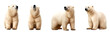 Group of Polar bear multi pose, isolated on transparent or white background