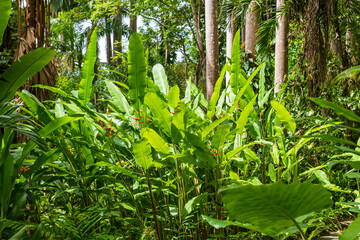 Wall Mural - Flower Forest Botanical Garden, Barbados: thick and lush tropical vegetation walking inside the forest.