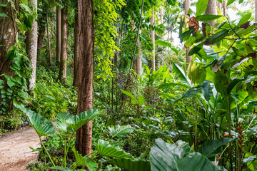 Wall Mural - Flower Forest Botanical Garden, Barbados: thick and lush tropical vegetation walking inside the forest.