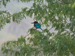 Single white fronted kingfisher in India