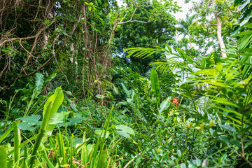 Wall Mural - Flower Forest Botanical Garden, Barbados: thick and lush tropical vegetation walking inside the forest.