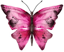 Watercolor Butterfly. Digitally Hand Painted PNG Transparent Illustration