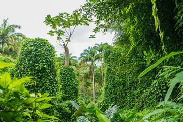 Flower Forest Botanical Garden, Barbados: thick and lush tropical vegetation walking inside the forest.