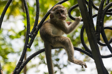 Barbados, Wildlife Reserve: portrait of a baby green monkey in the tropical garden.