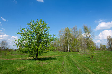 Canvas Print - Spring landscape with green grass and trees. Breaking grass in spring under the blue sky, grass texture. Beautiful morning light of rural nature with blooming pear fruit tree.