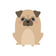 Cute beige pug dog vector illustration
