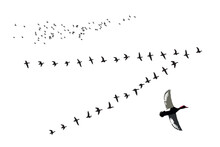 Flying Ducks. Vector Images. White Background. 