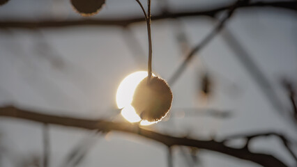 eclipse of the sycamore tree fruit.
