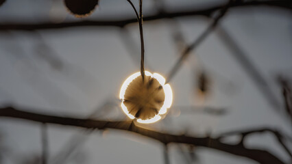 eclipse of the sycamore tree fruit.