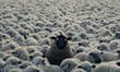 Funny cartoon flock of sheep with a single black sheep whose head sticks out, stands out from the crowd, different from the pack, with fun face, ironic or absurd humour, social norms satire picture