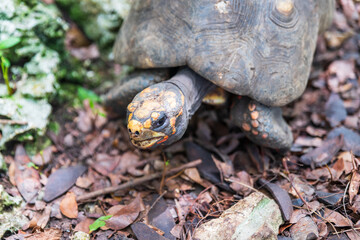 Wall Mural - Barbados, Wildlife Reserve: a big land turtle in the tropical garden.