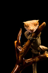 Wall Mural - Crested gecko (Correlophus ciliatu)