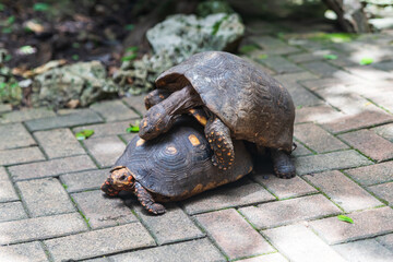 Wall Mural - Barbados, Wildlife Reserve: two big land turtles mating in the tropical garden.