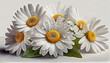 Beautiful daisies with water drops on a white background.