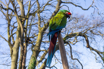 Canvas Print - blue and green macaw 