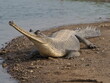 Endangered gharials in India