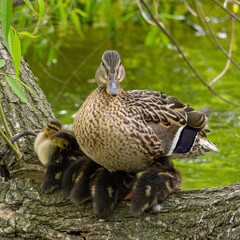 Duck mother with duckling children on big branch in park