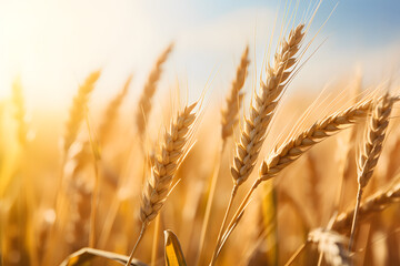 wheta field, agriculture, farming, nature, wheat, field