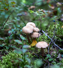 mushrooms in the forest