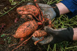 Sweet potato tubers in the ground in hands. Vegetable tubers in the ground.Healthy farm fresh organic vegetables.Digging sweet potatoes from the ground in the garden.