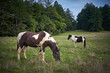 two horses grazing in a park meadow