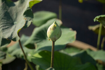 Sticker - Lotus bud and lotus leaf in the pond, Thailand.