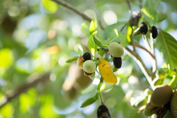 Sticker - Fruit of jackfruit on the tree in the garden, Thailand.